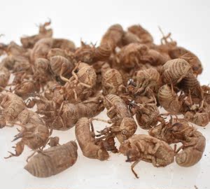 500g山东纯野生金蝉皮中药材知了皮知了猴皮蝉壳不水洗一斤包邮