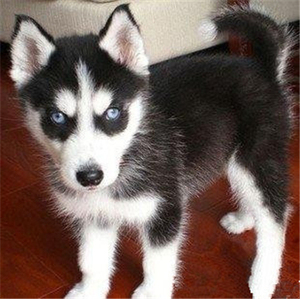 纯种哈士奇幼犬活体二哈宠物狗狗精品雪橇犬双蓝眼三把火阿拉斯加