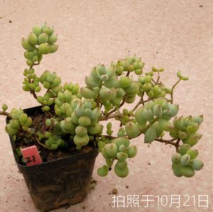 达摩福娘老桩一物一拍