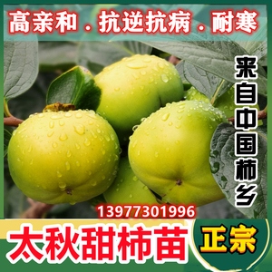 太大秋新款种子甜柿树苗 正宗瑶山鸟柿嫁接 南北地区宜栽 超亲占