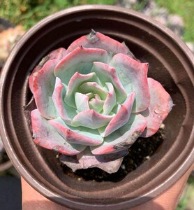 龙赞尼 小老桩  多肉植物 一物一拍 拍摄于10月18号