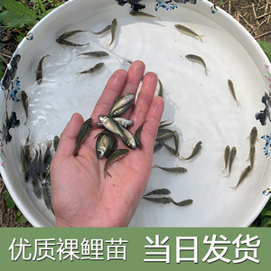 耐养裸鲤裸斑无甲鲤鱼花甲鱼三道鳞德国镜鲤匡鲤光鲤鱼苗淡水耐养