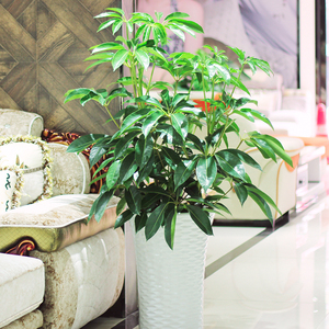plant日本大叶伞简约风格绿植盆栽网红落地大盆景室内植物1人付款