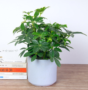 小鸭脚木盆栽室内桌面植物客厅办公室吸甲醛花卉盆景招财绿植成都