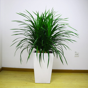 龙须树室内绿植花卉多头龙血铁树盆景植物四季常青客厅净化空气