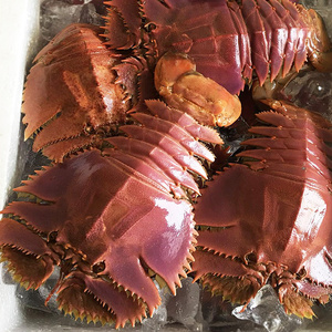 琵琶虾鲜活九齿