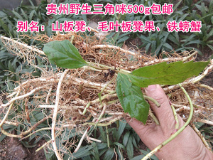贵州农产草药野生山板凳 中药材三角咪草药毛叶板凳果铁螃蟹500克