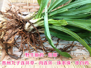 贵州中药材九子连环草野生肉连环 新鲜全珠串珠夜白鸡九节虫包邮