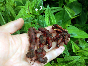 贵州草药花蝴蝶根赤胫散 新鲜中药材鸡脚七拐枣七血当归500g包邮