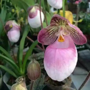 精品兰花洋兰兜兰,金童玉女