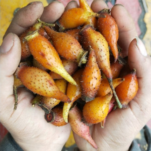 金樱子野生新鲜金英子非干货泡酒男性特级材糖梨子满5斤包邮