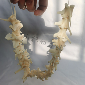 狐狸脊椎骨 天然动物骨骼标本 个性装饰挂件吊坠复古diy 原材料