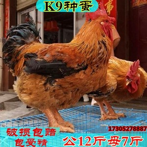 K9种蛋大型高产麻鸡三黄纯种肉鸡种蛋受精蛋可孵化鸡蛋30枚包邮价