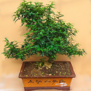清新空气消除疲劳绿植盆栽植物防蚊虫植物 驱蚊草清香木树桩盆景