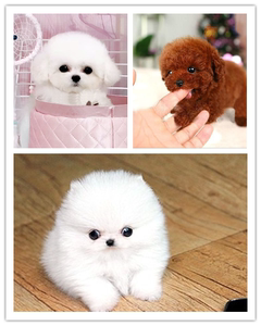 茶杯犬泰迪幼犬真狗