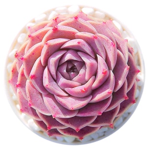 一物一拍 海琳娜多肉植物 进口日系 杂交 全店满38元包邮