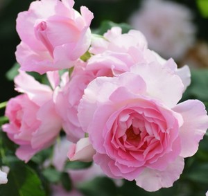 河本新品绊月季日本品种中香切花大花期长抗病对版多季盛开