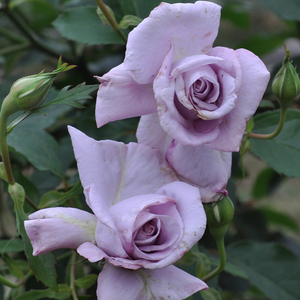 精品大花月季兰丝带/蓝丝带月季玫瑰花园别墅阳台盆栽地栽扦插苗