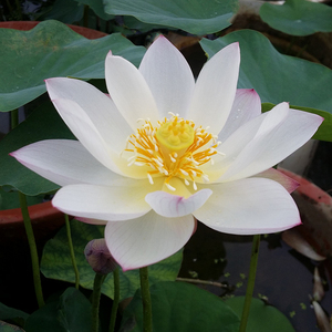 洛神女碗莲种藕裸根茎小型荷花微型迷你盆栽水培阳台花卉绿植耐热