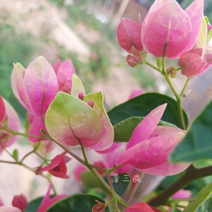 西瓜红三角梅扦插苗 勤花品种 攀爬植物观赏花卉