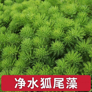 粉绿狐尾藻水草水藻水培植物水生鱼缸水缸观赏净化水质无土栽培