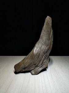 硅化木化石树化天然戈壁原石阿拉善精品摆件把玩收藏观赏景观蒙古