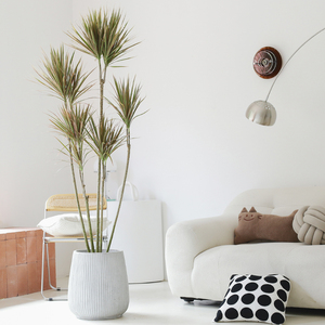 北欧室内客厅七彩铁盆栽千年木大型绿植网红龙须树多头龙血树植物