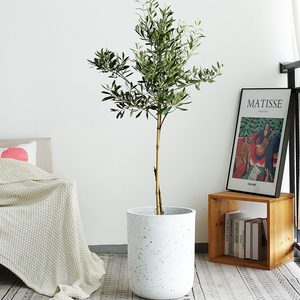 橄榄树大型盆栽北欧风格工业复古ins风网红真绿植室内油橄榄植物