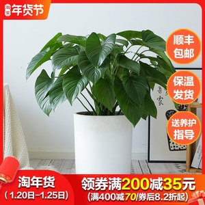 绿芙蓉盆栽办公室客厅除甲醛植物北欧风网红大叶中型绿植室内盆栽