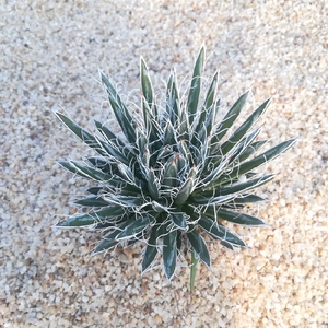 特价树冰 霸气龙舌兰科多肉植物防辐射沙漠景观绿植盆栽