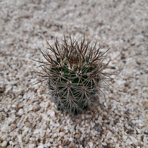 狂刺仙人球实生