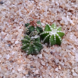 001人付款淘宝辛顿花笼 实物拍摄 择优发货 嫁接辛顿花笼 仙人球