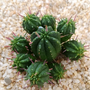 特价火麒麟 群生仙人球仙人掌防辐射易养美观植物盆栽