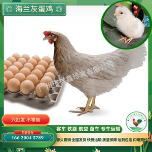 海兰灰高产蛋鸡苗活体幼苗高产蛋鸡苗粉色蛋鸡苗产蛋王鸡苗