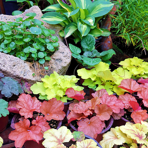 矾根植物盆栽花苗大苗观叶绿植耐寒阳台庭院花园花境进口宿根草花