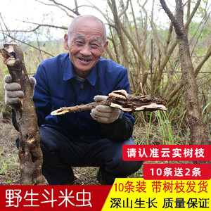 正宗深山斗米虫现采新鲜10条虎刺狼虫云实蛀虫带树枝鸟不踏刺虫子