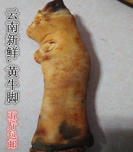 拍5斤包邮 新鲜黄牛蹄子 云南生牛蹄牛脚黄牛蹄牛掌牛脚牛蹄500克