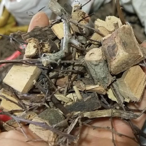 中药材鬼画符 黑面神 四季青黑面叶 山夜兰茶 钟馗草500g克包邮