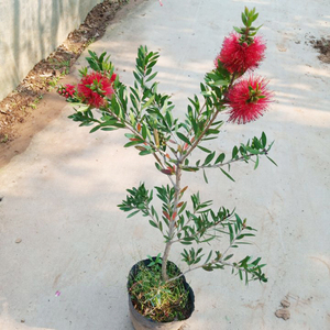 红千层盆景