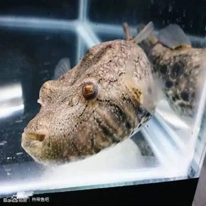 泰国野生进口精品v字狗头大型宠物河豚淡水活体凶猛热带观赏鱼苗