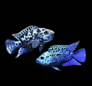 银河星钻鱼