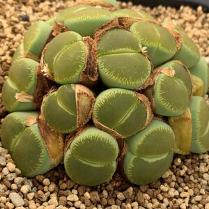 绿光阳全窗日轮大窗日轮生石花c48a绿光阳1年苗优选全绿美国种源