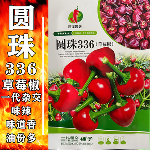 贵州辣椒种子微辣圆珠辣椒草莓椒灯笼椒做干辣椒冬季春季基地专用