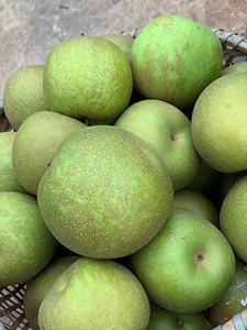 正宗常州焦溪翠冠梨82青皮梨当季果园现摘现发