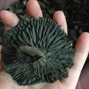 福建本地土特产野生黑炭菇安溪碳菇三明山里农户自己采100g体验装