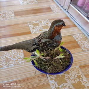 新款竹鸡假媒竹鸡模型园林竹鸡户外竹鸡摆件室外仿真羽毛竹鸡假鸟