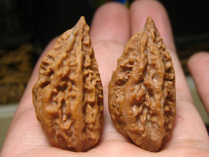 文玩核桃东北野生楸子精品异形秋子小辣椒异型单边一道筋辣椒381