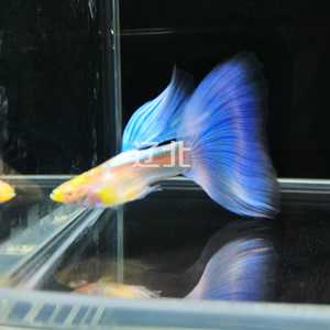 孔雀鱼淡水蓝白天空蓝凤尾鱼大背鳍粗体三角尾大尾巴飘逸