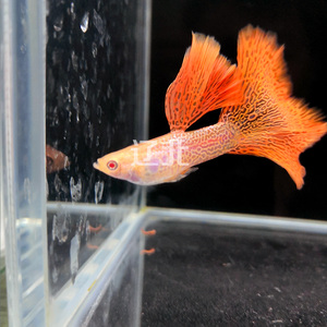 孔雀鱼淡水红蕾丝白子凤尾鱼大尾巴三角尾大背粗体