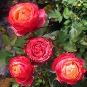 灌木月季微月浪漫比克栽好多头月季玫瑰 四季开花勤花 重瓣